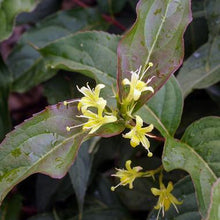Load image into Gallery viewer, Bush Honeysuckle