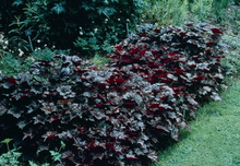 Load image into Gallery viewer, Heuchera micrantha 'Palace Purple'