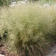 Load image into Gallery viewer, deschampsia cespitosa bronzeschleier