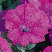 Load image into Gallery viewer, Petunia Wave® Lavender
