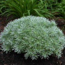 Load image into Gallery viewer, Artemisia schmidtiana 'Silvermound'