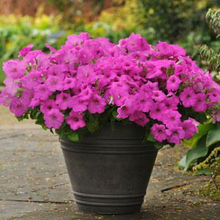 Load image into Gallery viewer, Petunia Easy Wave® Neon Rose