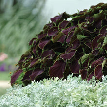 Load image into Gallery viewer, Coleus Chocolate Mint