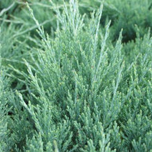 Load image into Gallery viewer, Juniperus Horizontalis Hughes