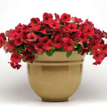 Load image into Gallery viewer, Petunia Easy Wave® Berry Velour