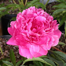 Load image into Gallery viewer, Peony 'Kansas'