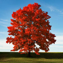 Load image into Gallery viewer, Red Maple