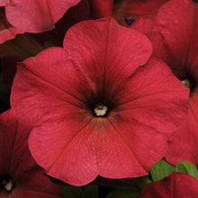 Load image into Gallery viewer, Petunia Easy Wave® Berry Velour