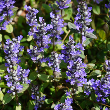 Load image into Gallery viewer, Ajuga reptans 'Chocolate Chip'