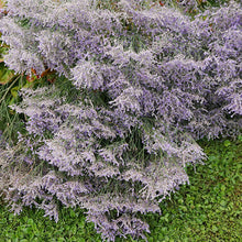 Load image into Gallery viewer, Statice Limonium Latifolium 'Sea Lavender'