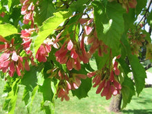 Load image into Gallery viewer, Amur Maple 'Autumn Blaze'