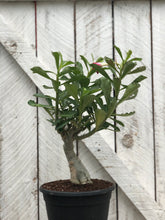 Load image into Gallery viewer, Desert Rose