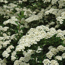 Load image into Gallery viewer, Spirea Snowmound