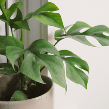 Load image into Gallery viewer, Rhaphidophora tetrasperma 'Ginny'