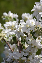 Load image into Gallery viewer, Haralson Apple