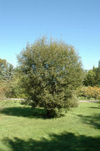 Load image into Gallery viewer, Pussy Willow