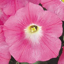 Load image into Gallery viewer, Petunia Wave® Pink
