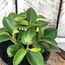 Load image into Gallery viewer, Peperomia Pixie Green