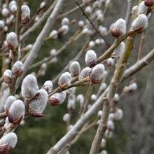Load image into Gallery viewer, Pussy Willow