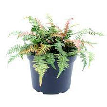 Load image into Gallery viewer, Rough Ruby Fern