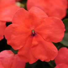 Load image into Gallery viewer, Impatiens Super Elfin® XP Salmon