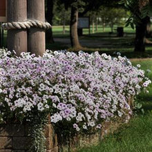 Load image into Gallery viewer, Petunia Tidal Wave® Silver