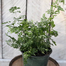 Load image into Gallery viewer, Silver Lace Fern