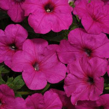 Load image into Gallery viewer, Petunia Easy Wave® Neon Rose