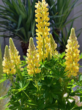 Load image into Gallery viewer, Lupinus x Mini-Gallery Yellow
