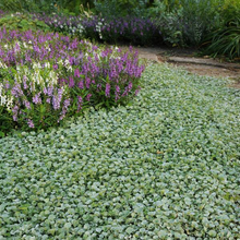 Load image into Gallery viewer, Dichondra Silver Falls