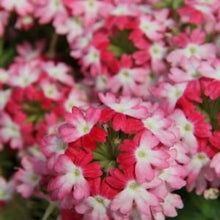 Load image into Gallery viewer, Verbena Vanessa Koi
