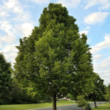 Load image into Gallery viewer, American Linden