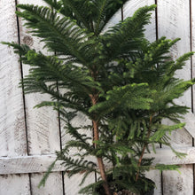 Load image into Gallery viewer, Norfolk Island Pine
