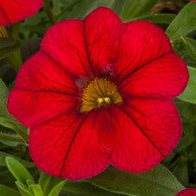 Load image into Gallery viewer, Calibrachoa Dark Red