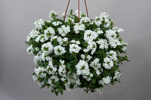 Load image into Gallery viewer, Verbena Vanessa Compact White