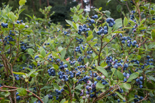 Load image into Gallery viewer, Northland Blueberry