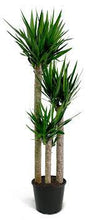 Load image into Gallery viewer, Yucca Cane