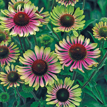 Load image into Gallery viewer, Echinacea purpurea 'Green Twister'