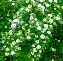 Load image into Gallery viewer, Dwarf Ninebark