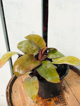 Load image into Gallery viewer, Philodenron Cardinal