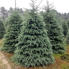 Load image into Gallery viewer, Black Hills Spruce