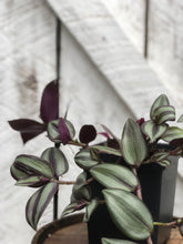 Load image into Gallery viewer, Tradescantia 'zebrina'