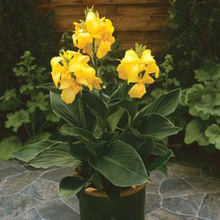 Load image into Gallery viewer, Canna Cannova Yellow