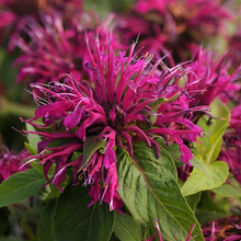 Load image into Gallery viewer, Monarda didyma 'balmy purple'