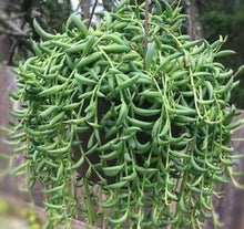 Load image into Gallery viewer, String of Beans