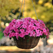 Load image into Gallery viewer, Impatiens Super Elfin® XP Rose