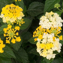 Load image into Gallery viewer, Lantana Havana Gold