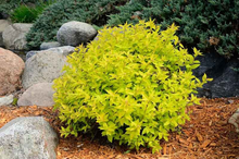 Load image into Gallery viewer, Spirea Goldmound