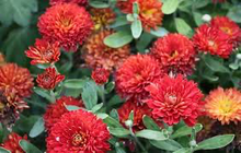 Load image into Gallery viewer, Chrysanthemum 'Morden Garnet'