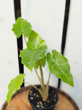 Load image into Gallery viewer, Alocasia 'Portora'